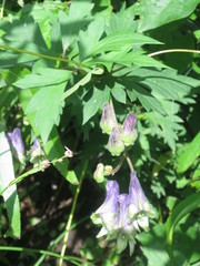 Aconitum stoloniferum