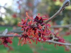 Hamamelis × intermedia