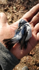 Ficedula superciliaris