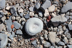 Epithelantha ilariae