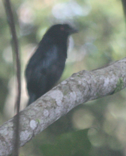 Dicrurus paradiseus