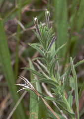 Epilobium hirtigerum