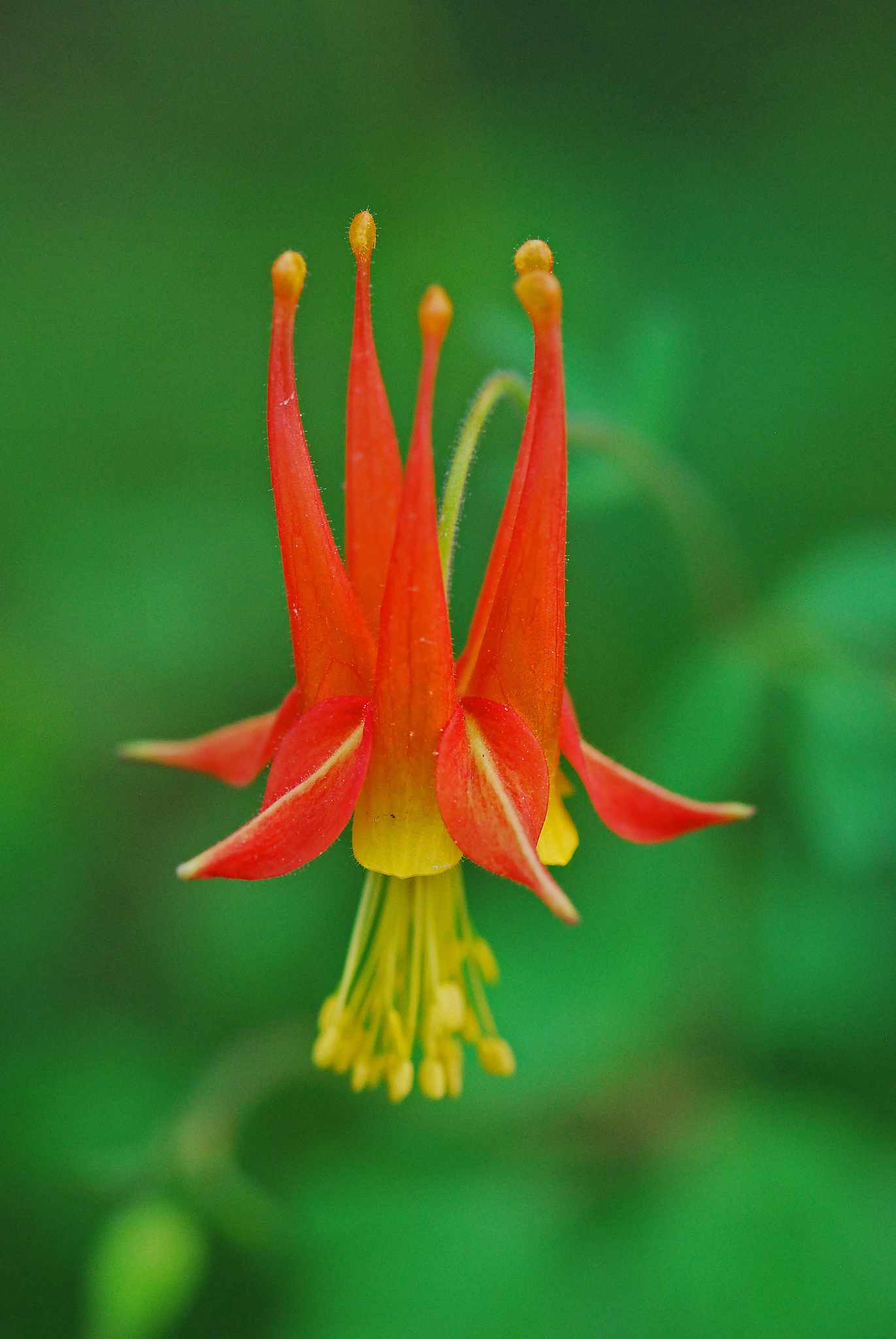 Aquilegia desertorum