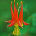 Desert Columbine - Photo (c) Jerry Oldenettel, some rights reserved (CC BY-NC-SA)