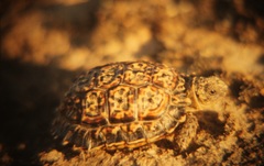 Chersobius signatus
