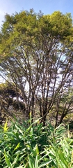 Dalbergia monticola image