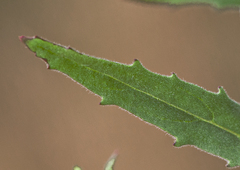 Epilobium hirtigerum
