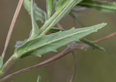 Epilobium hirtigerum