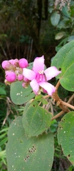 Dichaetanthera