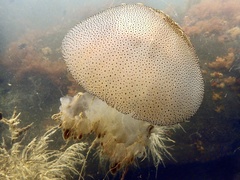 Rhopilema hispidum