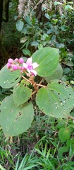 Dichaetanthera