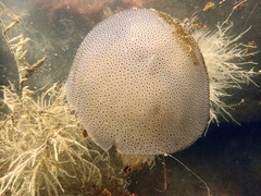 Rhopilema hispidum