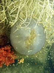 Rhopilema hispidum