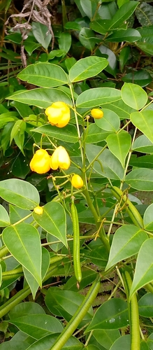 Senna septemtrionalis image