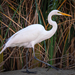 Great Egret - Photo (c) Scott Templeton, some rights reserved (CC BY-NC), uploaded by Scott Templeton
