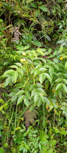 Senna septemtrionalis image