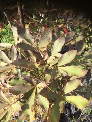 Pseudopanax discolor