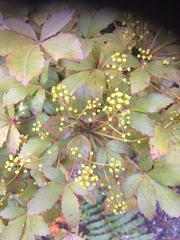 Pseudopanax discolor