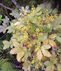 Pseudopanax discolor