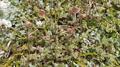 Acaena profundeincisa