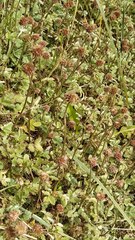 Acaena profundeincisa