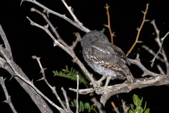 Micrathene whitneyi