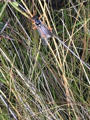 Eutanyacra licitatoria