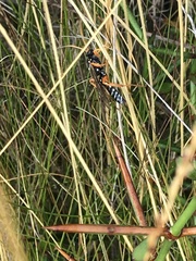 Eutanyacra licitatoria