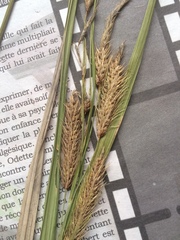 Carex paleacea
