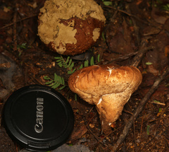 Calvatia rugosa