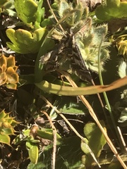Diasemia grammalis