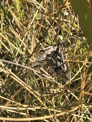Diasemia grammalis