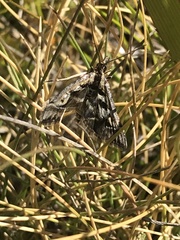 Diasemia grammalis
