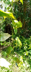 Cayaponia africana image