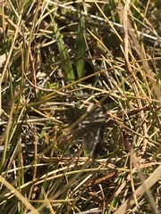 Diasemia grammalis