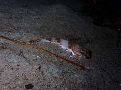 Chitonotus pugetensis