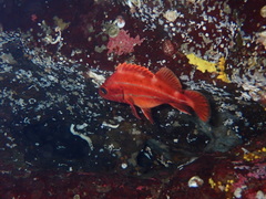 Sebastes ruberrimus