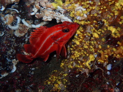 Sebastes ruberrimus