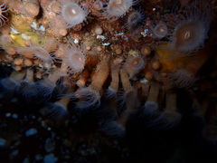 Epizoanthus scotinus image