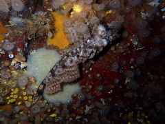 Nautichthys oculofasciatus