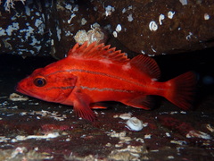 Sebastes ruberrimus