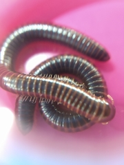 Leptogoniulus sorornus