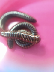 Leptogoniulus sorornus