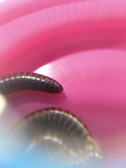 Leptogoniulus sorornus