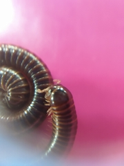 Leptogoniulus sorornus