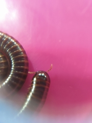 Leptogoniulus sorornus