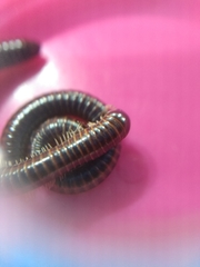 Leptogoniulus sorornus