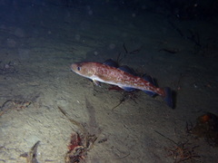 Gadus macrocephalus