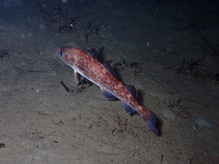 Gadus macrocephalus