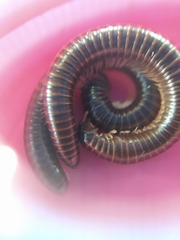 Leptogoniulus sorornus